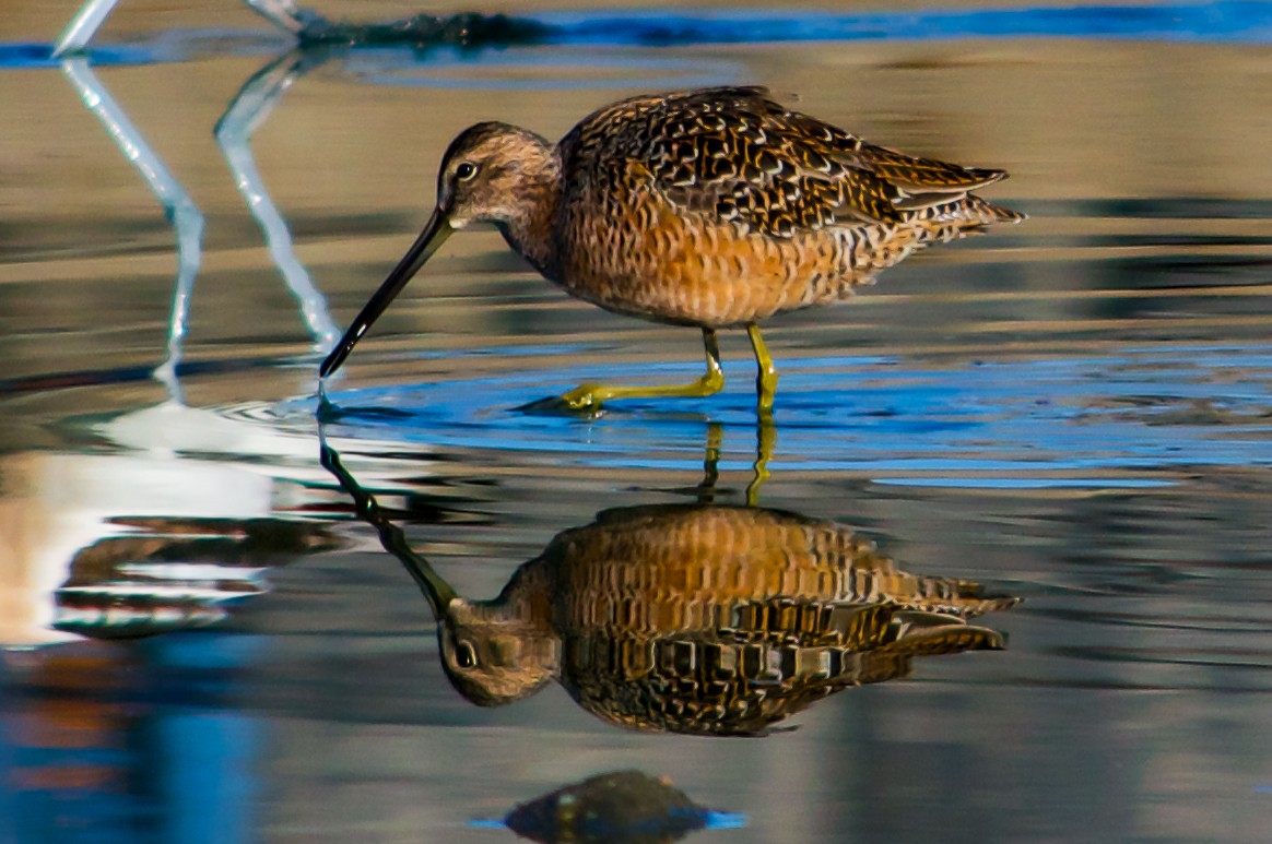 Long-billed Dowitcher - ML618089100