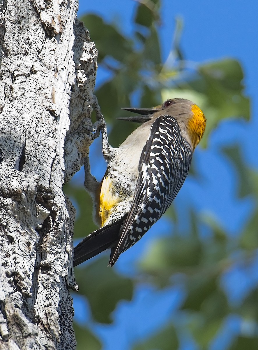 Golden-fronted Woodpecker - ML618089104