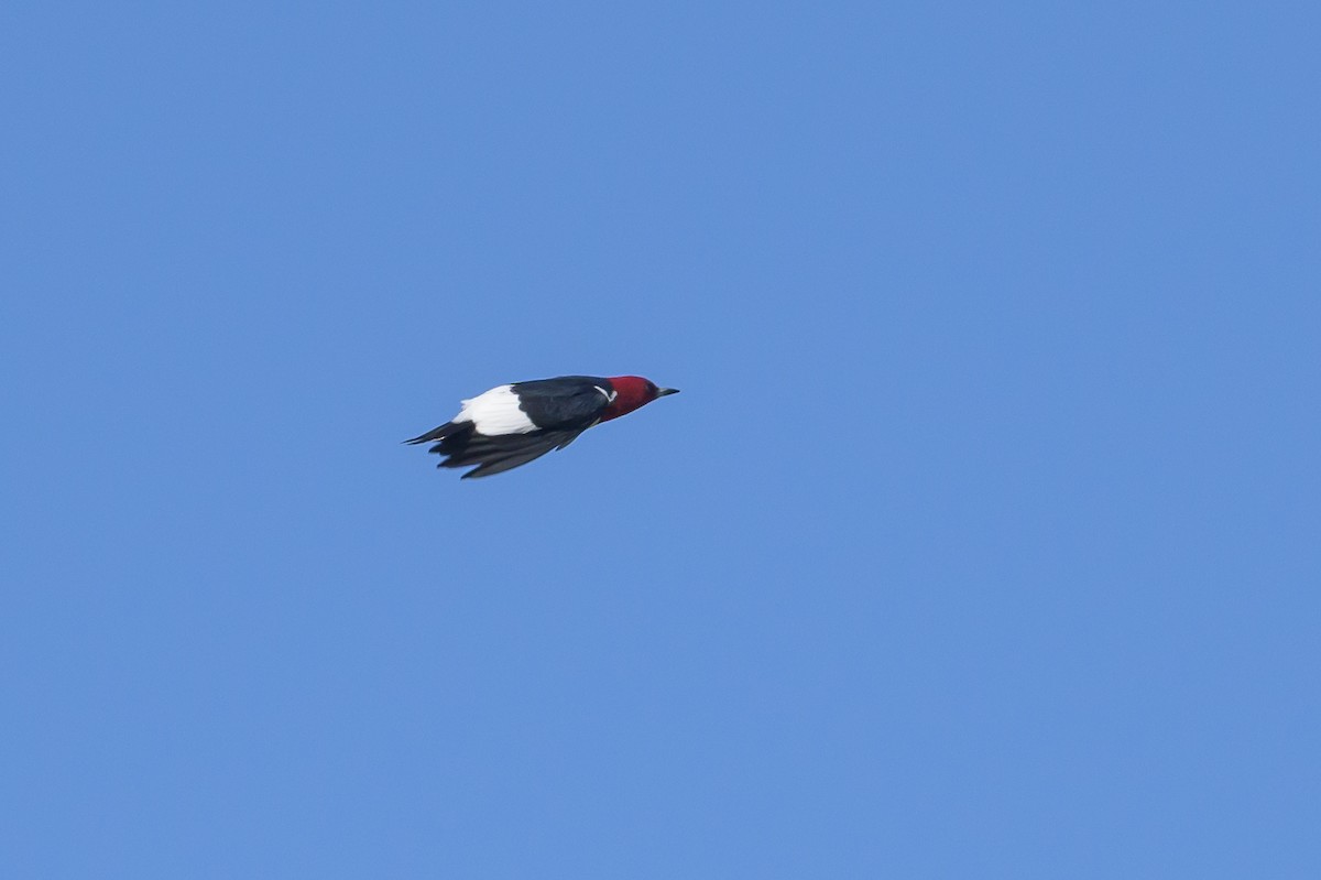 Red-headed Woodpecker - Stephen Davies