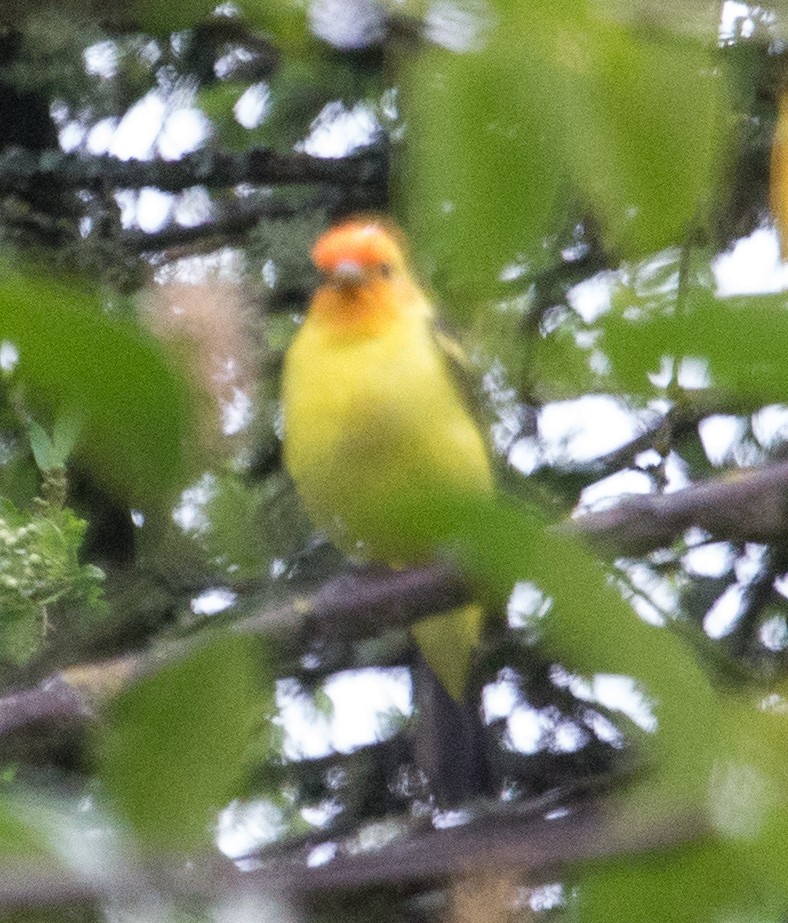 Western Tanager - ML618089117