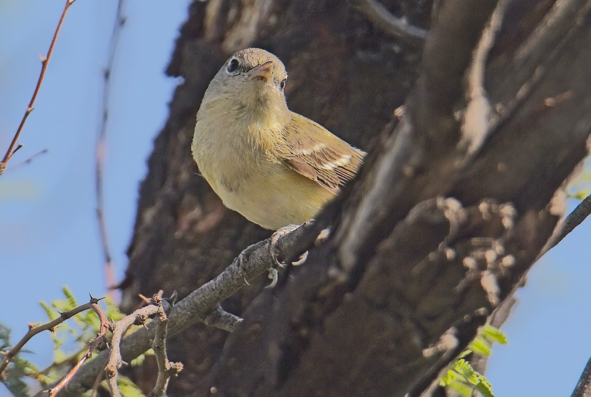 Bell's Vireo - ML618089122