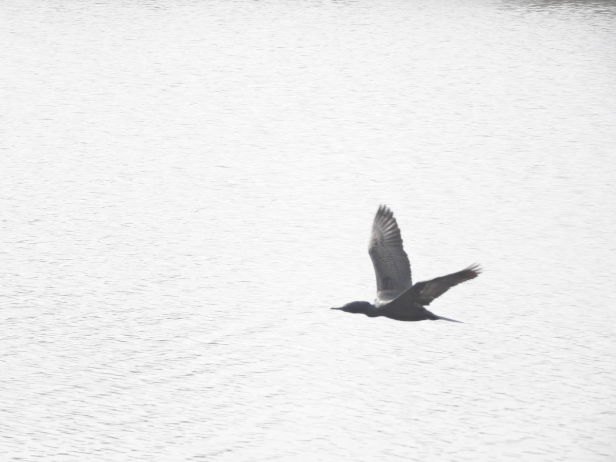 Indian Cormorant - Jayendra Rakesh Yeka