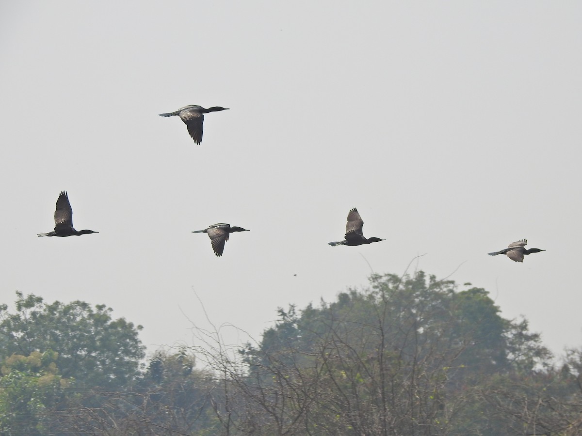 Indian Cormorant - Jayendra Rakesh Yeka