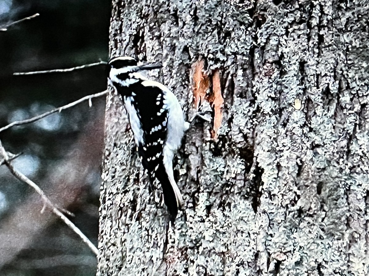 Hairy Woodpecker - ML618089133