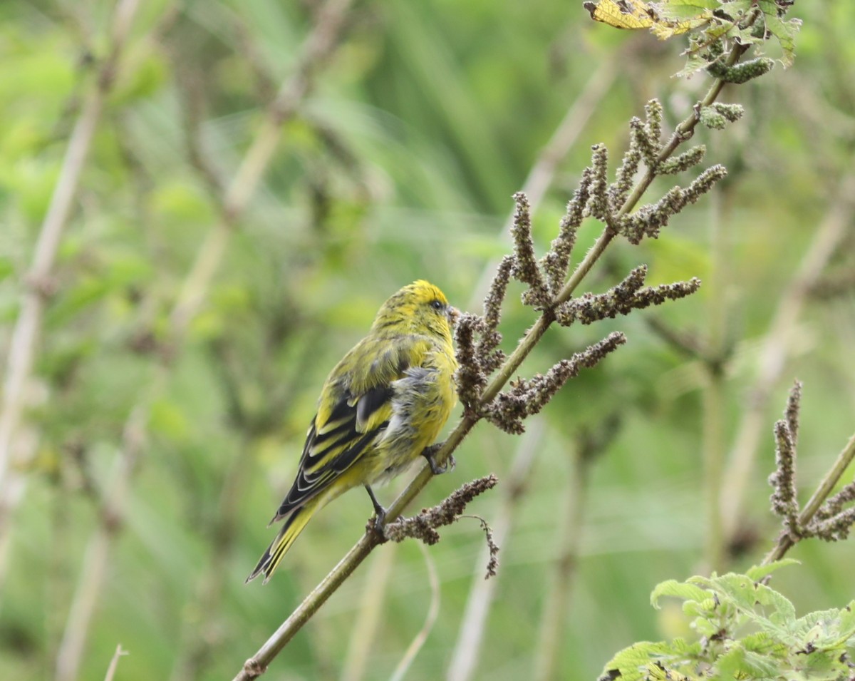 Serin à calotte jaune - ML618089137