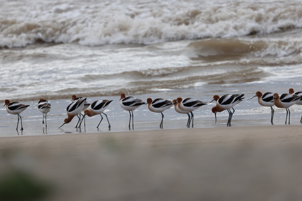 Avoceta Americana - ML618089149