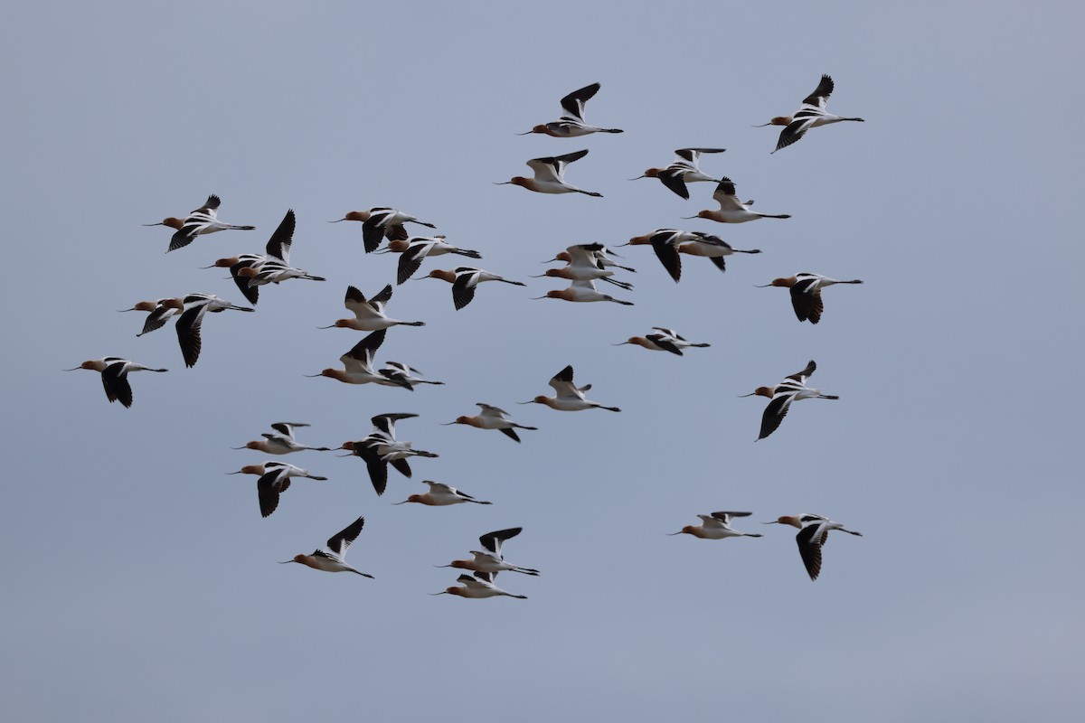 Avoceta Americana - ML618089151