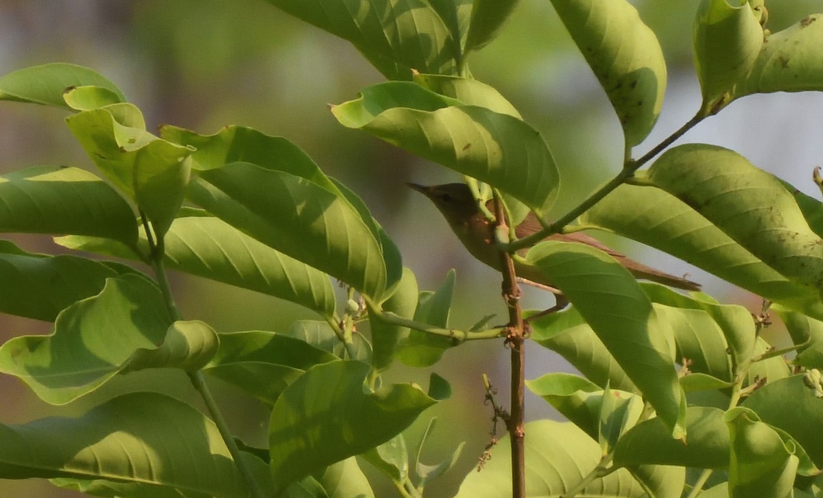 Acrocephalus sp. - Alok Bhave