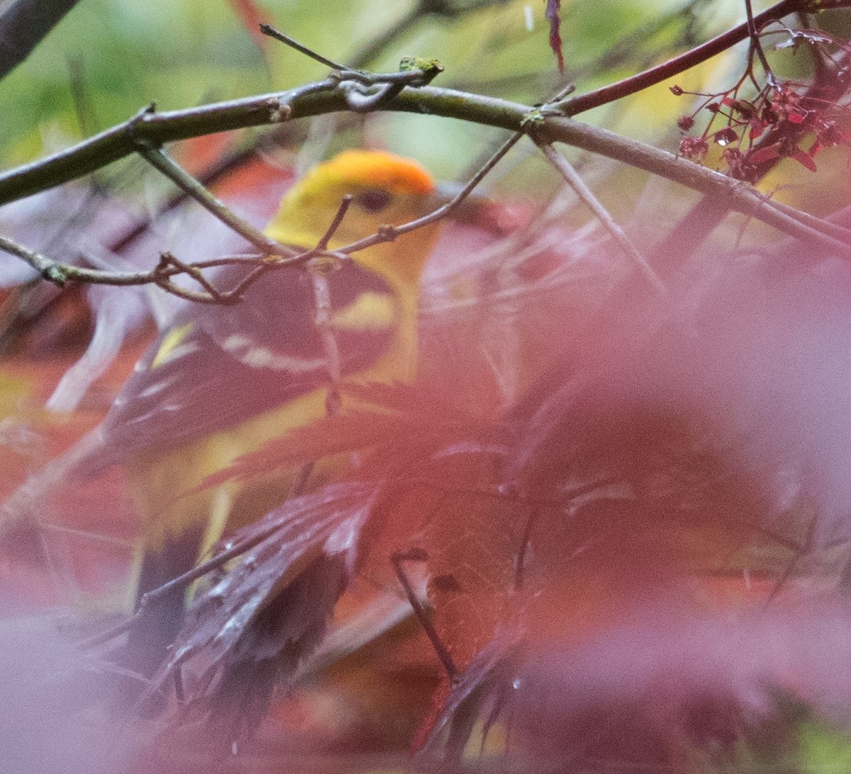 Western Tanager - ML618089167