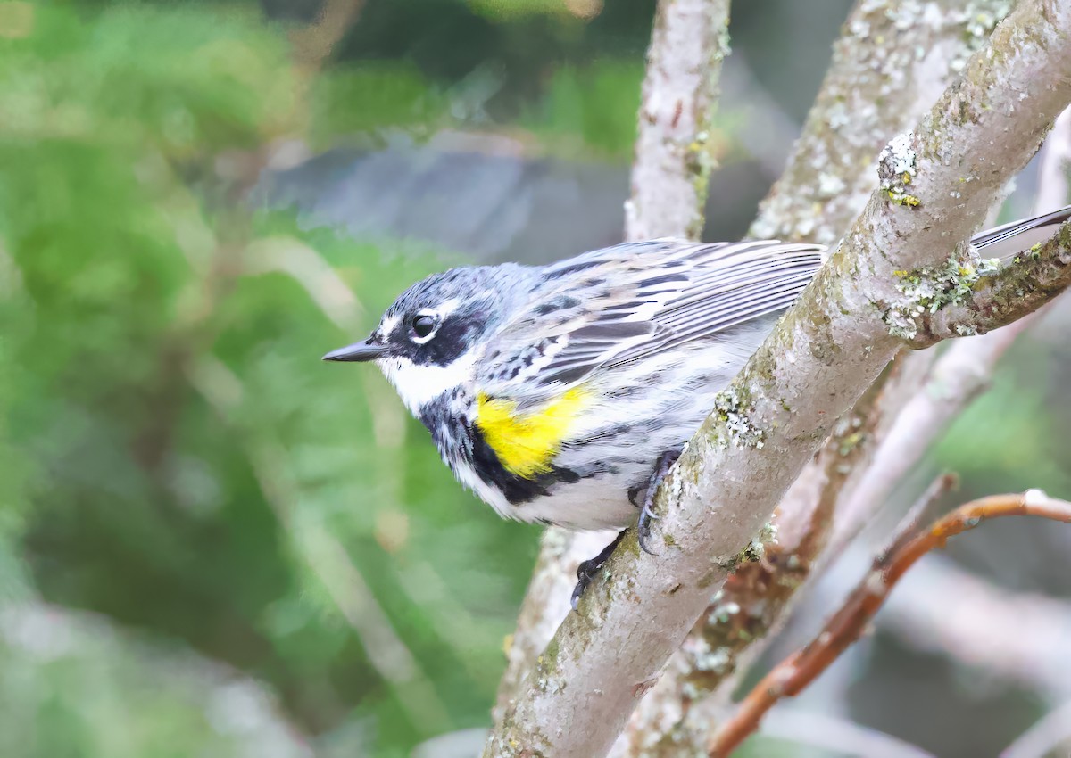 Yellow-rumped Warbler - Michel Proulx