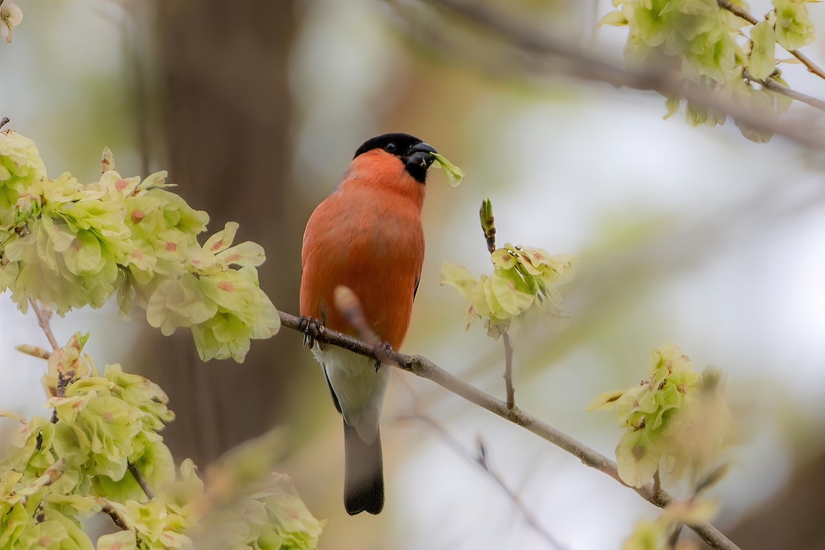 Eurasian Bullfinch - Bashar Jarayseh