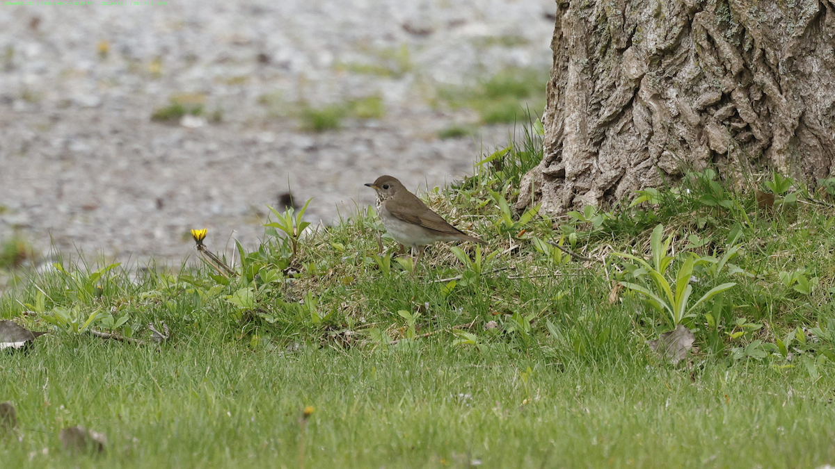 Gray-cheeked Thrush - ML618089186