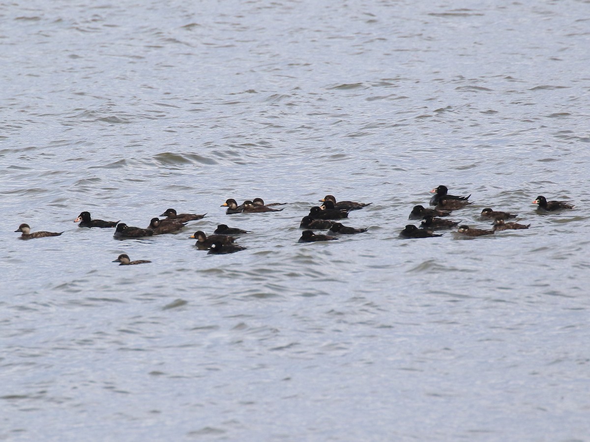 Black Scoter - ML618089204