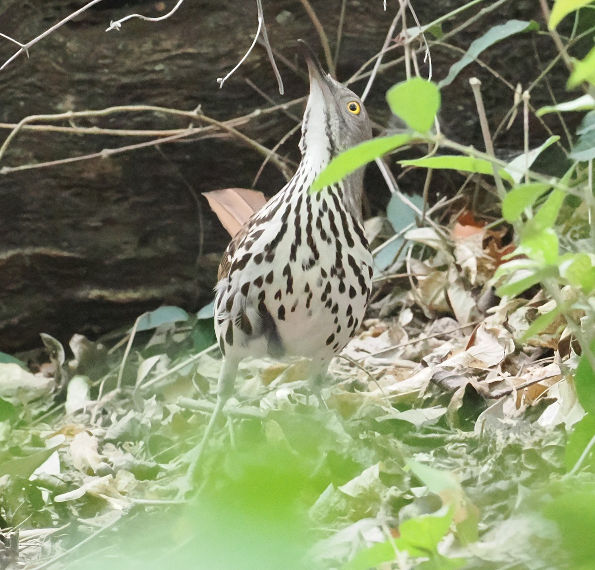 Long-billed Thrasher - ML618089210