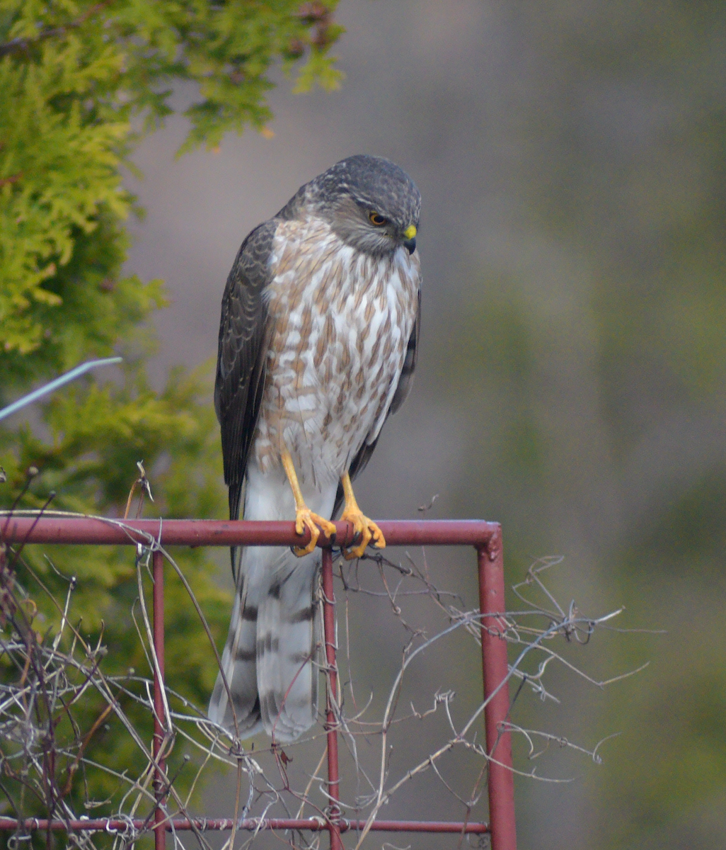 Sharp-shinned Hawk - Guillaume Perron