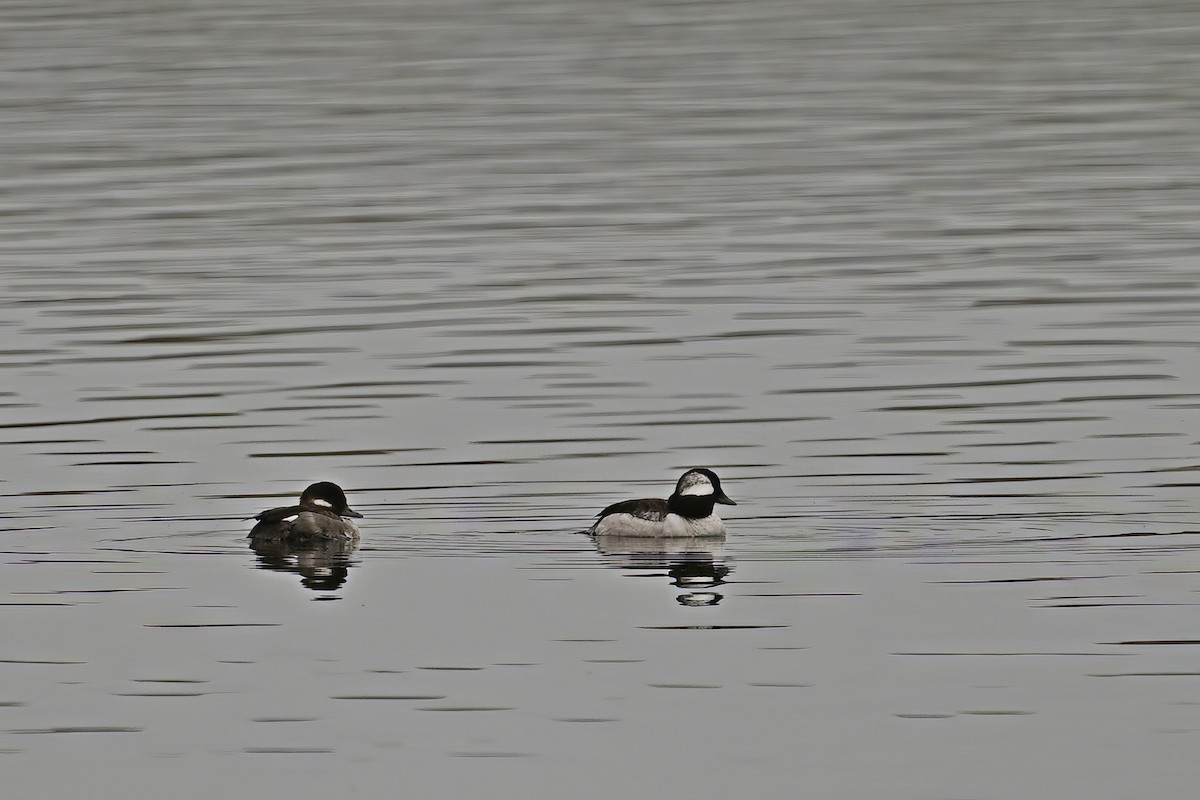 Bufflehead - Eileen Gibney