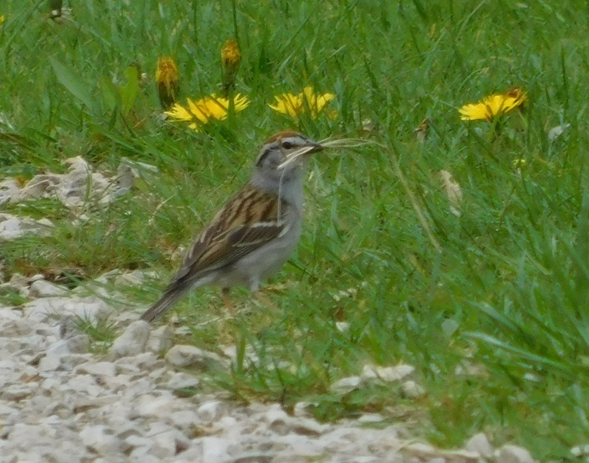 Chipping Sparrow - ML618089253