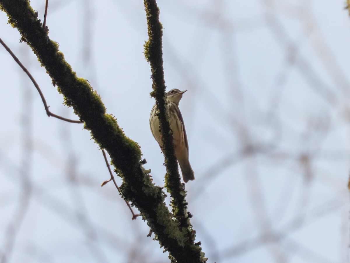 Louisiana Waterthrush - ML618089254