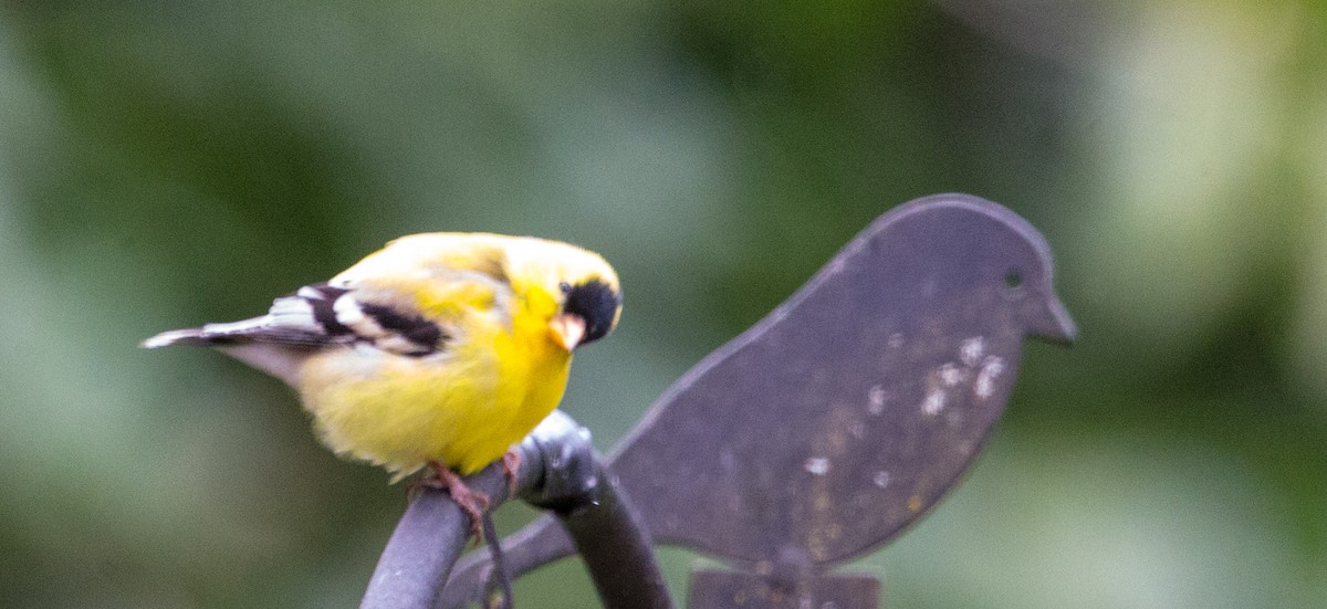 American Goldfinch - ML618089256