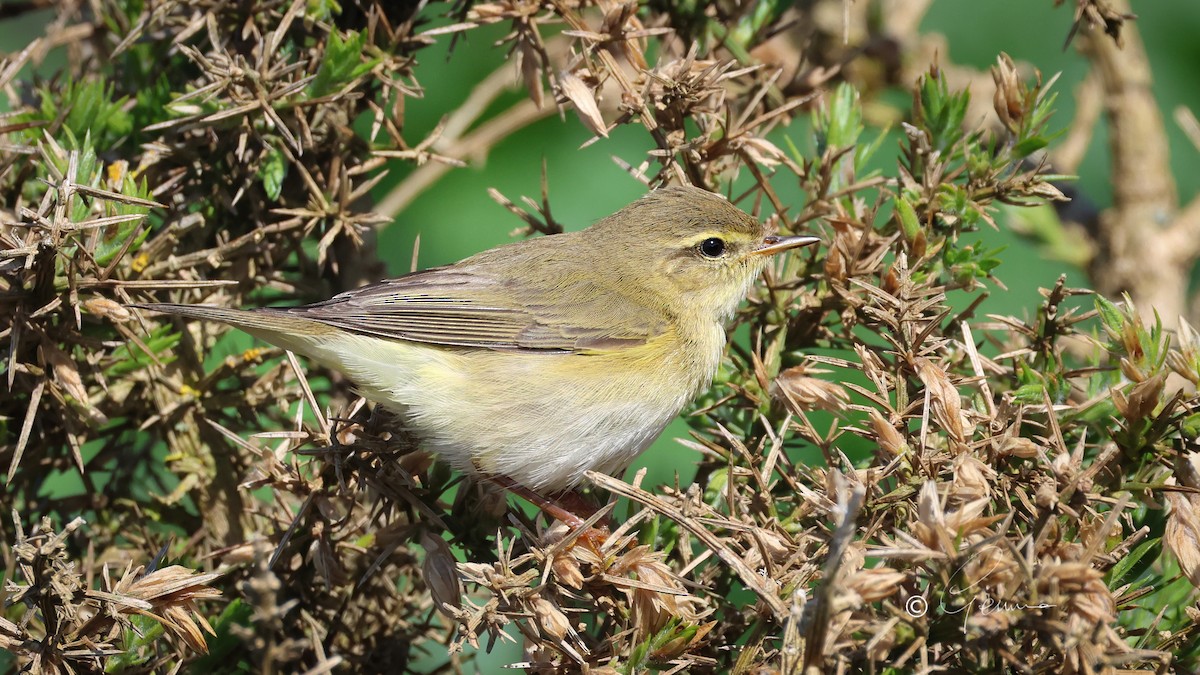 Willow Warbler - Gemma Kelleher