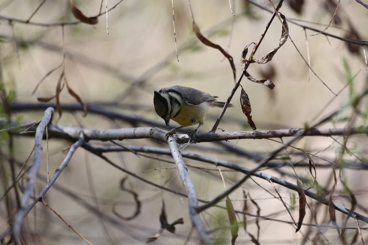 Bridled Titmouse - ML618089269