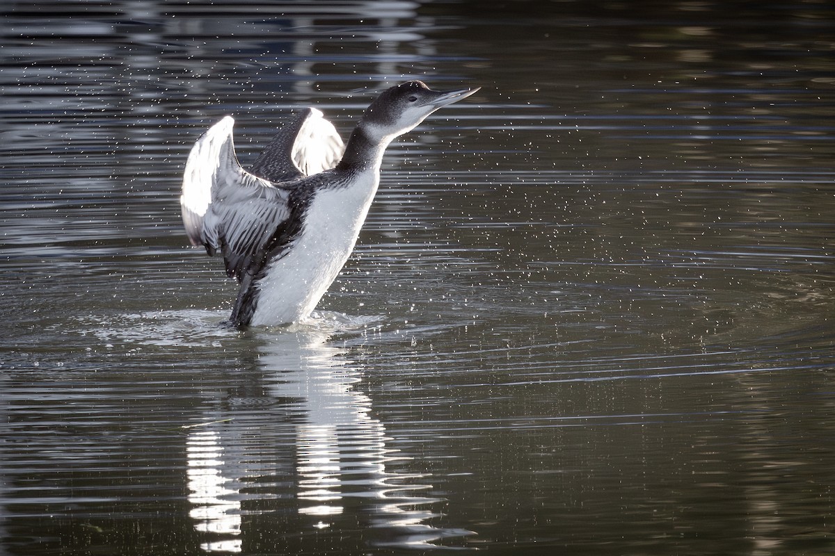 Common Loon - Andrew Lamontagne