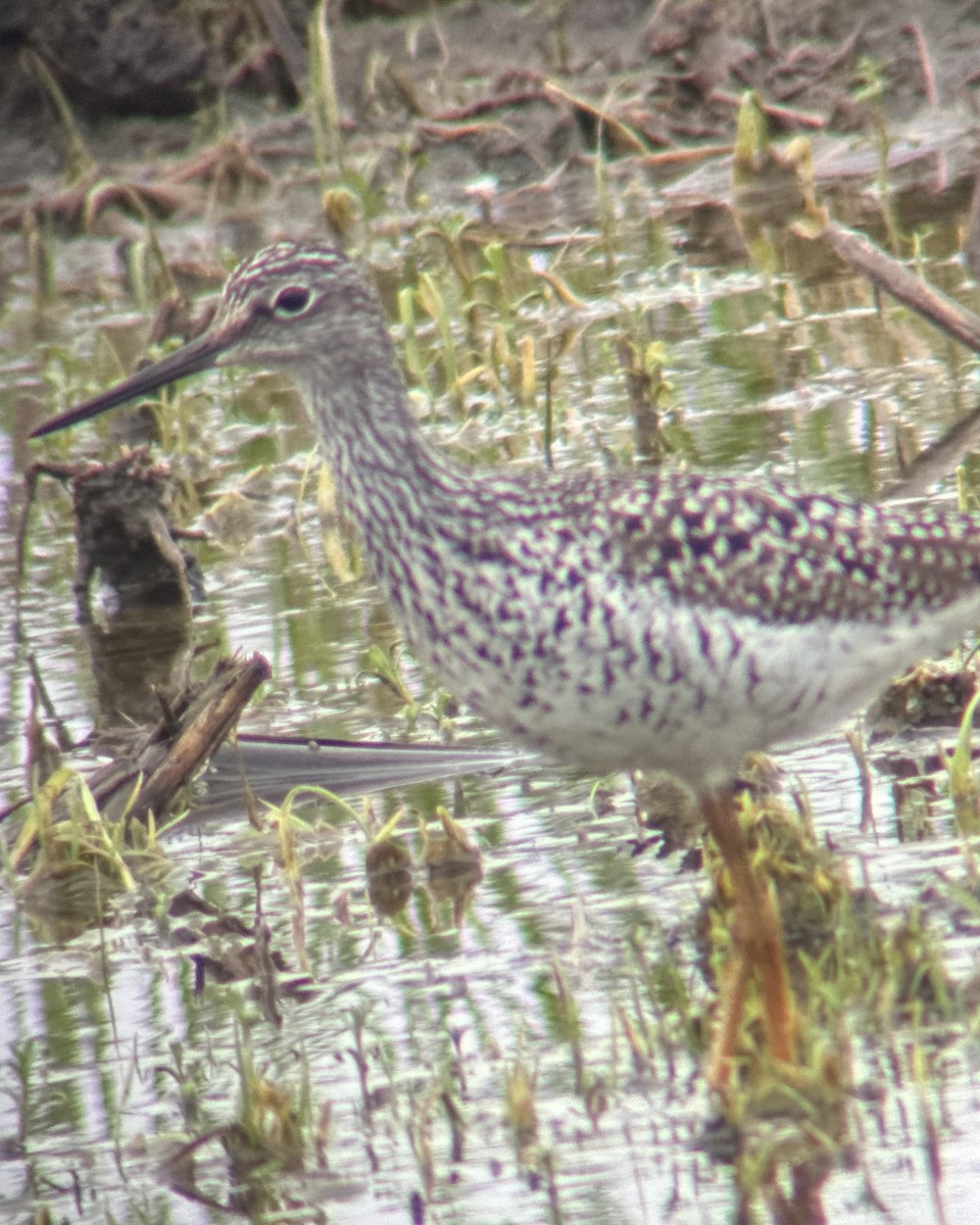 Greater Yellowlegs - ML618089293