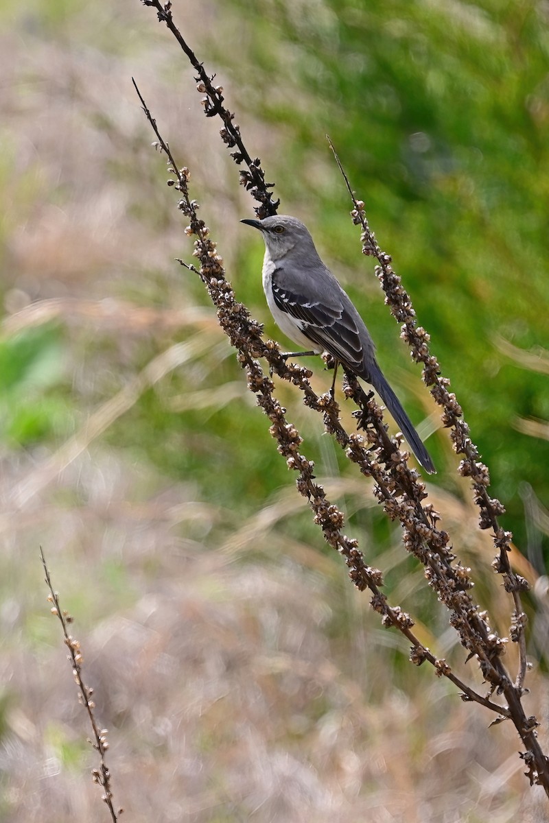 Northern Mockingbird - ML618089327