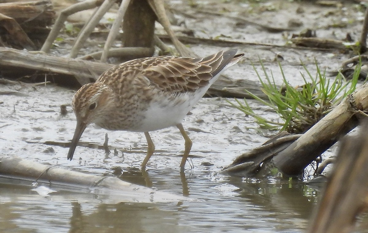 Pectoral Sandpiper - James Kimball