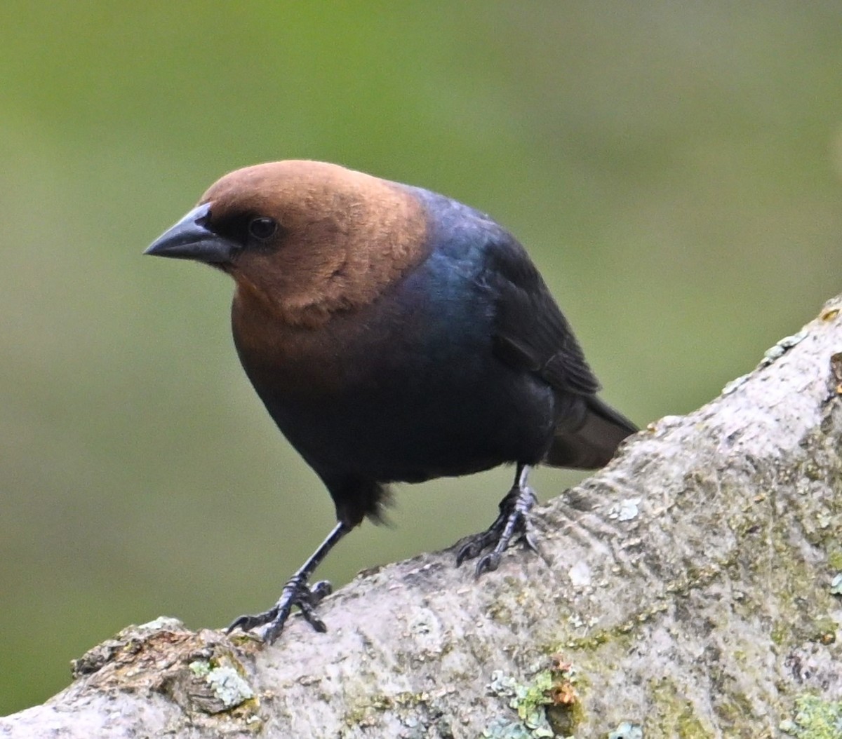 Brown-headed Cowbird - Alan Sankey  COHL