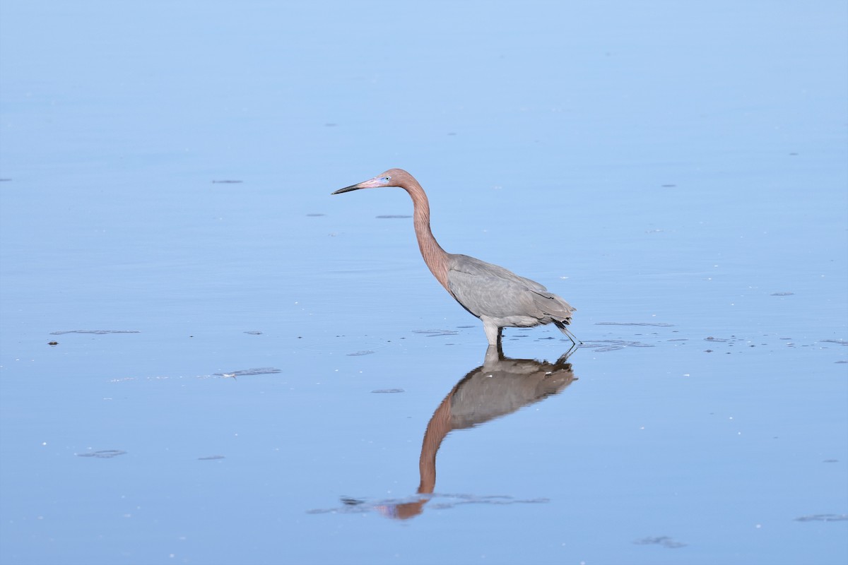 Reddish Egret - Brian Gibbons