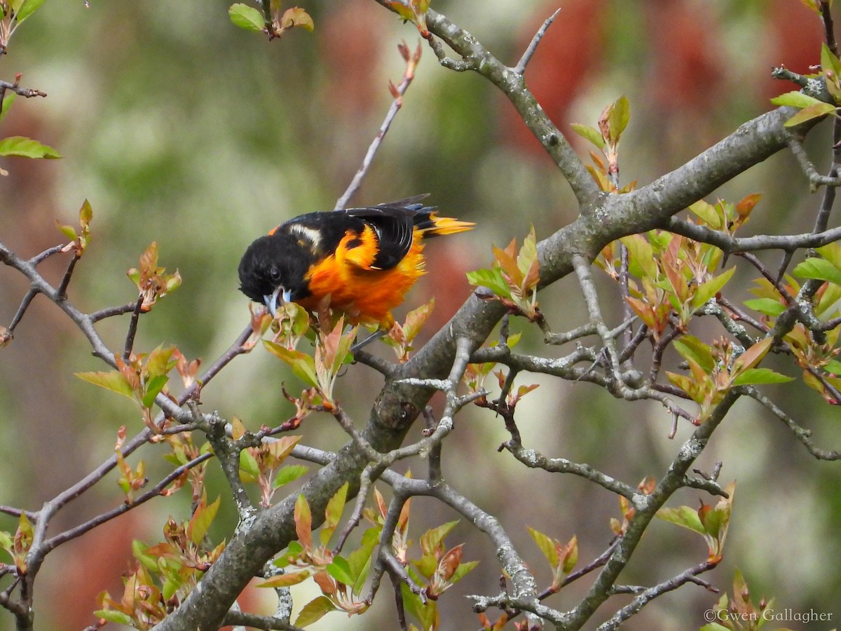 Baltimore Oriole - Gwen Gallagher