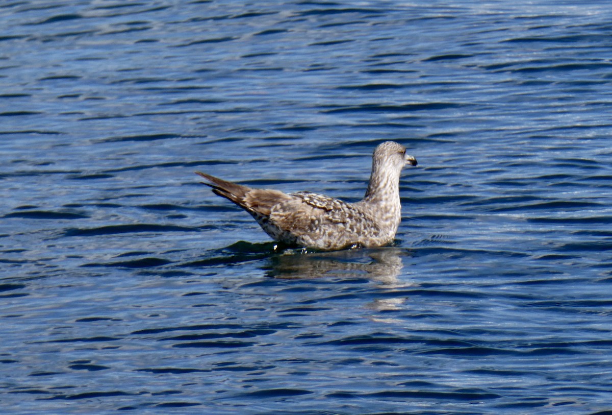 Yellow-legged Gull (atlantis) - Jocelyne Pelletier