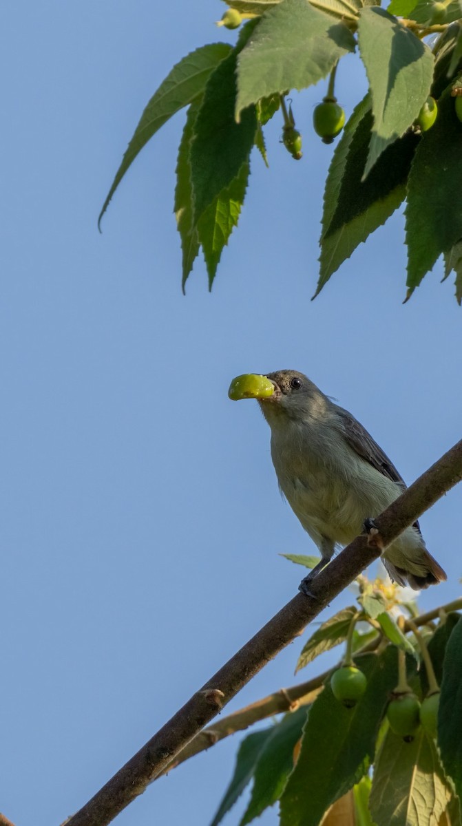 Pale-billed Flowerpecker - ML618089360