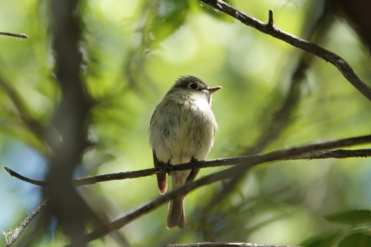 Empidonax sp. - Sara Griffith