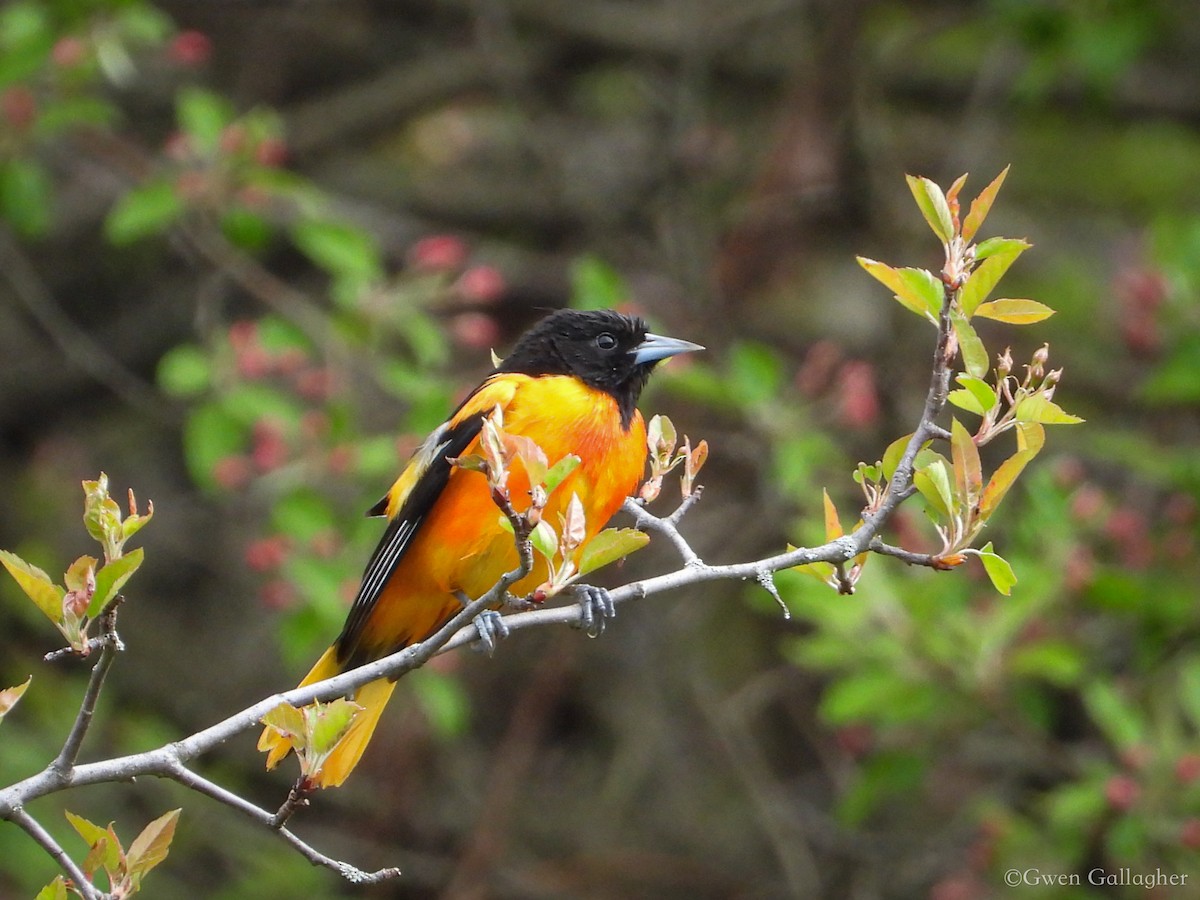 Baltimore Oriole - Gwen Gallagher