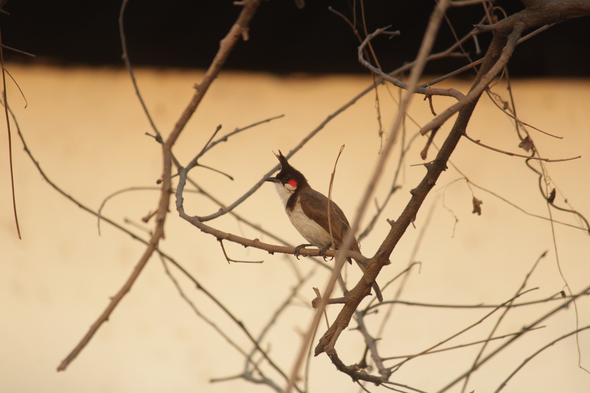 Red-whiskered Bulbul - ML618089384