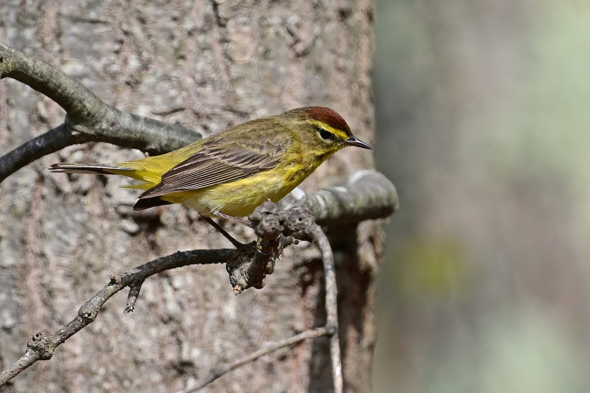 Palm Warbler - Eileen Gibney