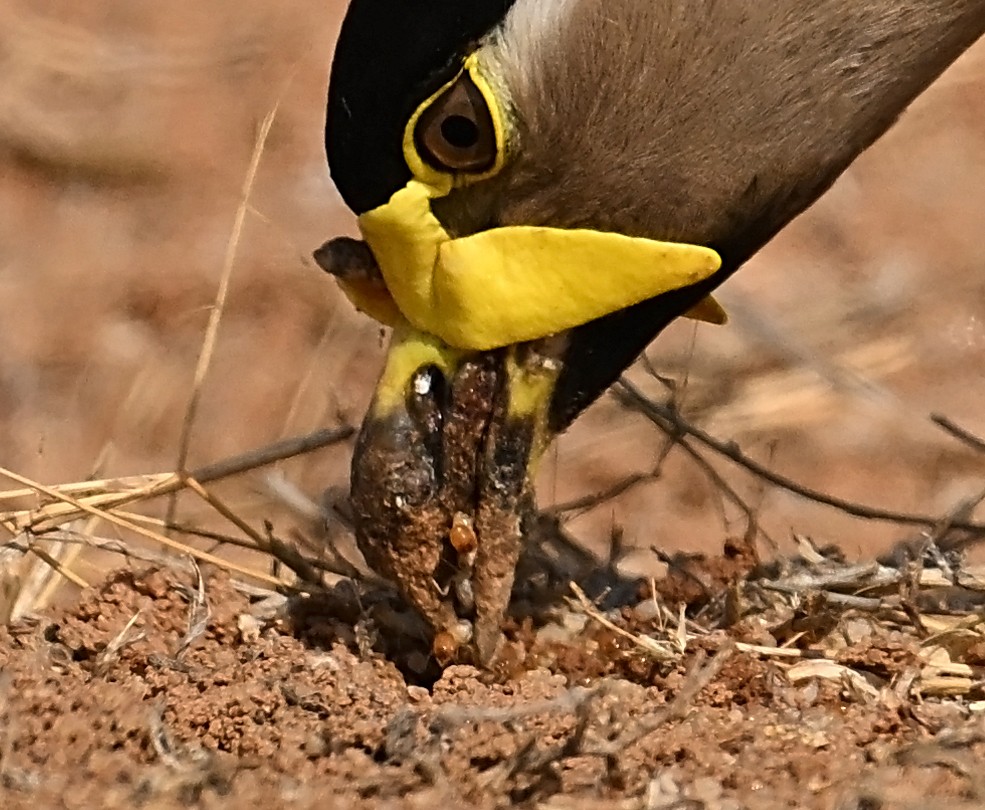 Yellow-wattled Lapwing - ML618089413