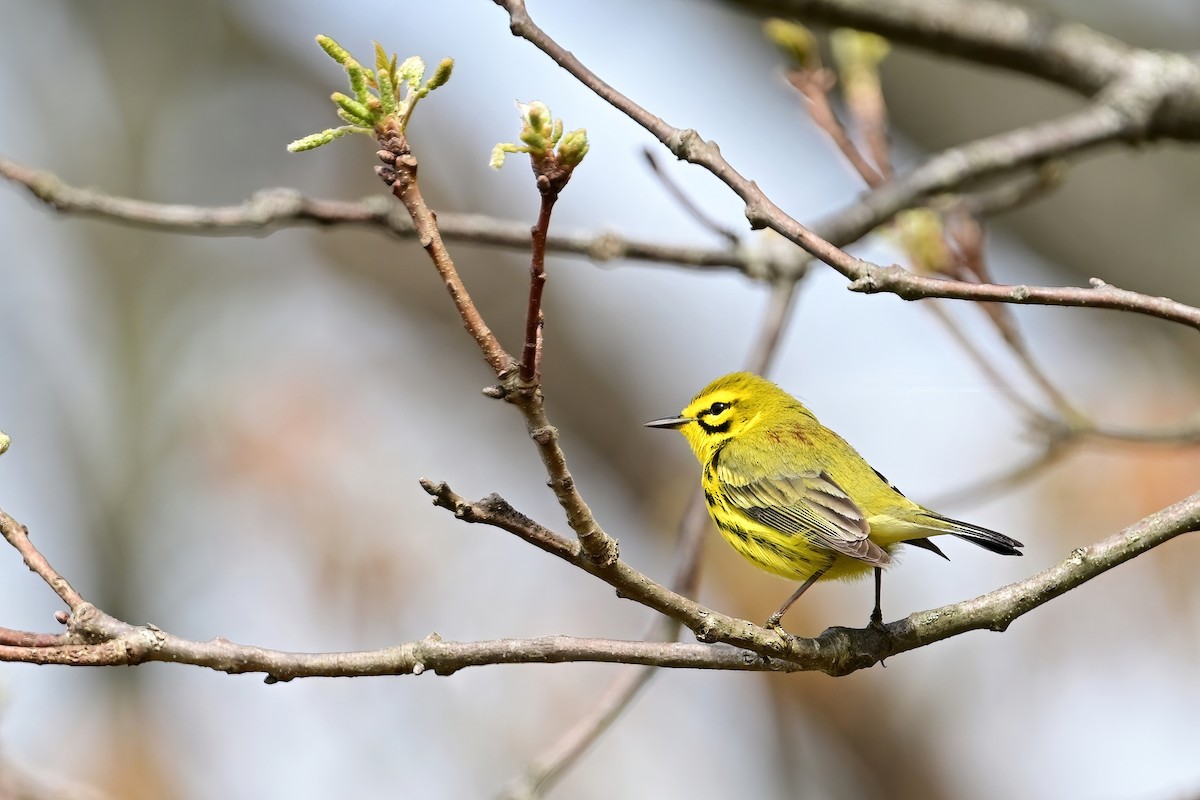 Prairie Warbler - ML618089415