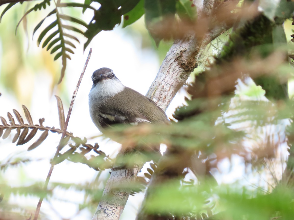 White-throated Tyrannulet - Cristian Cufiño