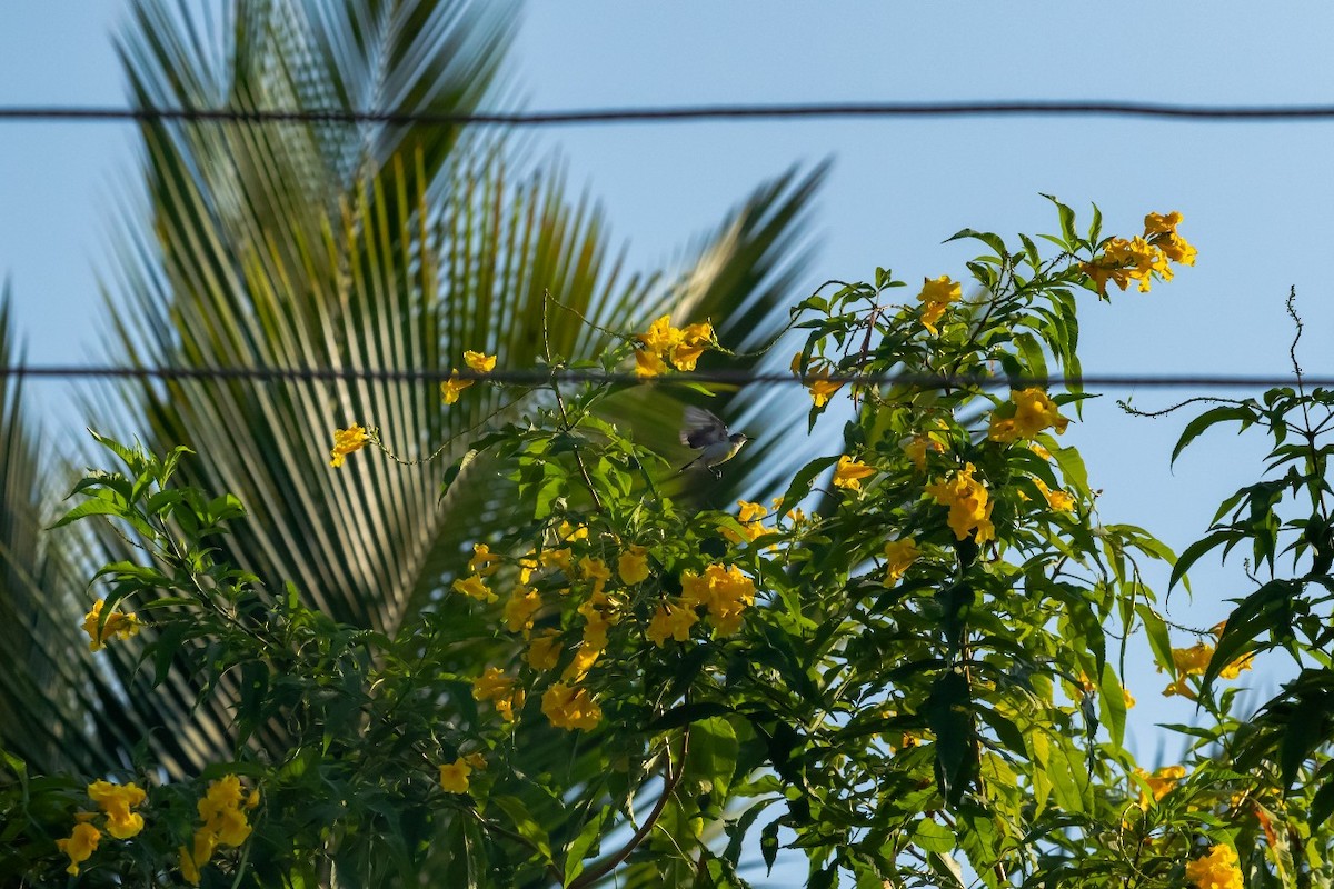 Purple-rumped Sunbird - Naveen Kumar S