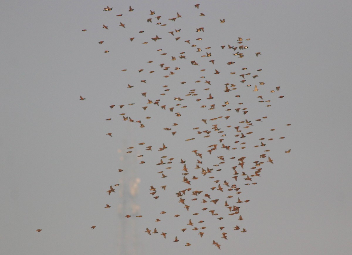 Tricolored Munia - Samim Akhter