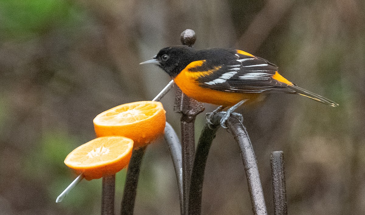 Baltimore Oriole - ML618089445