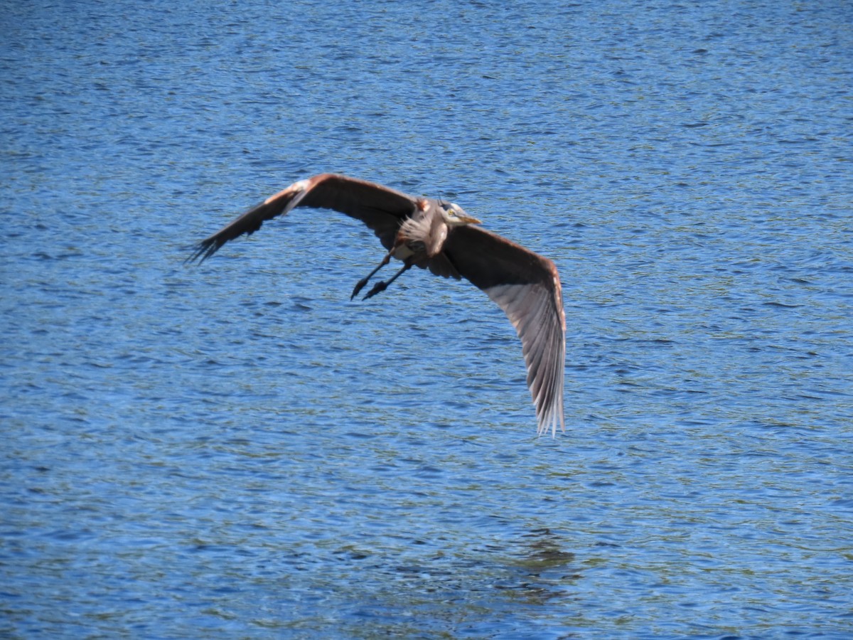 Great Blue Heron - ML618089446