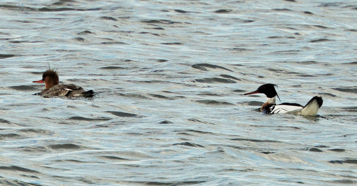 Red-breasted Merganser - ML618089457