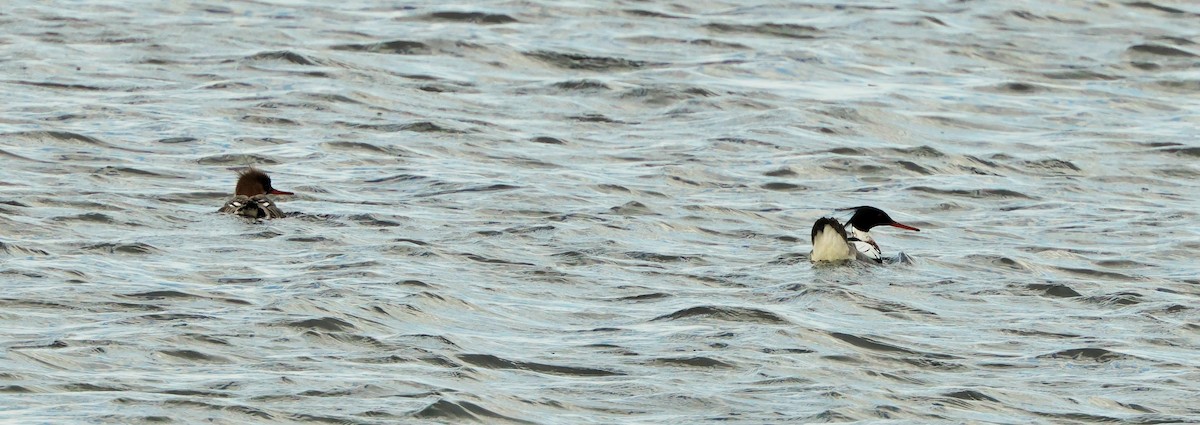 Red-breasted Merganser - ML618089461