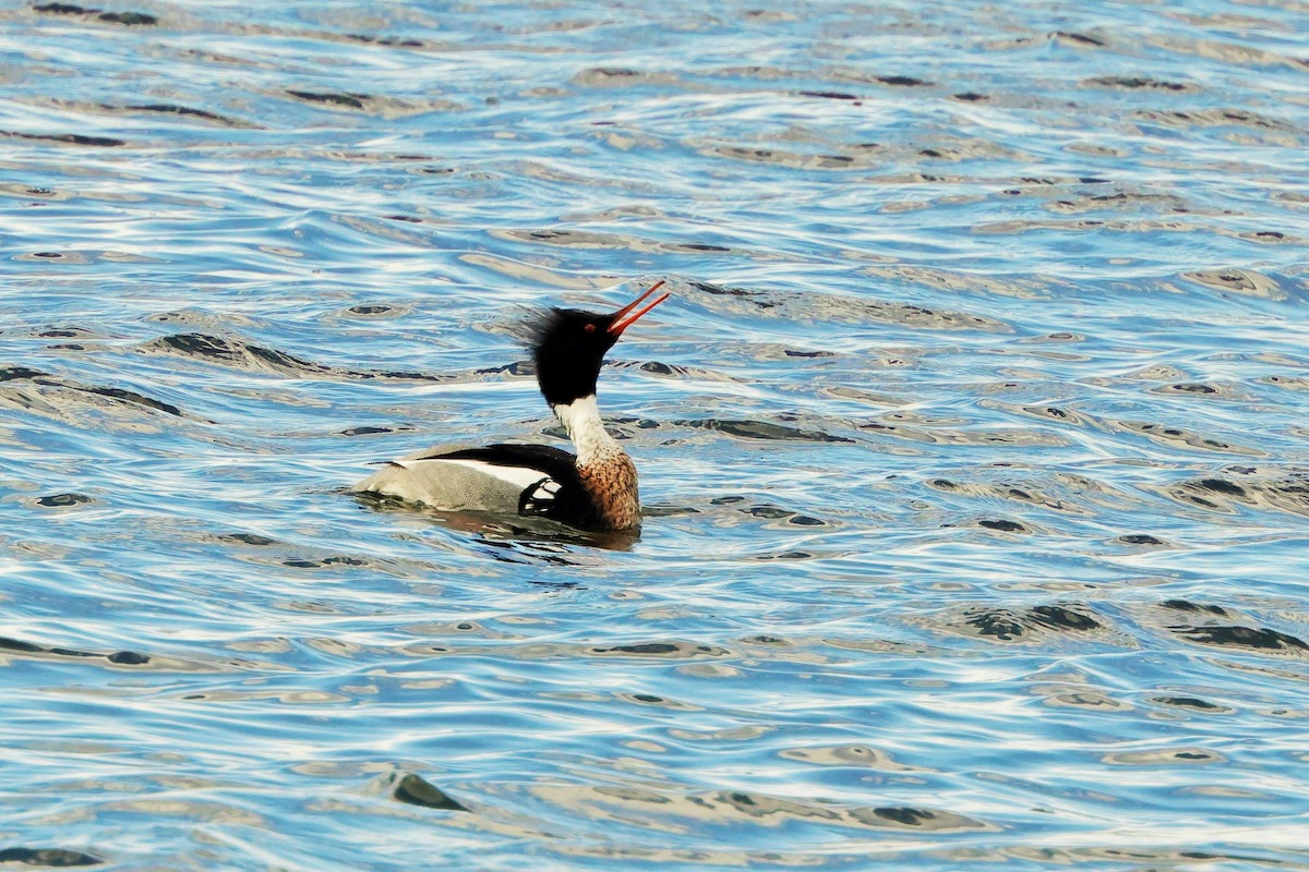 Red-breasted Merganser - ML618089462