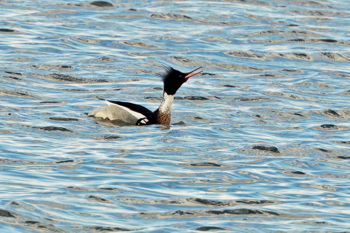 Red-breasted Merganser - ML618089463