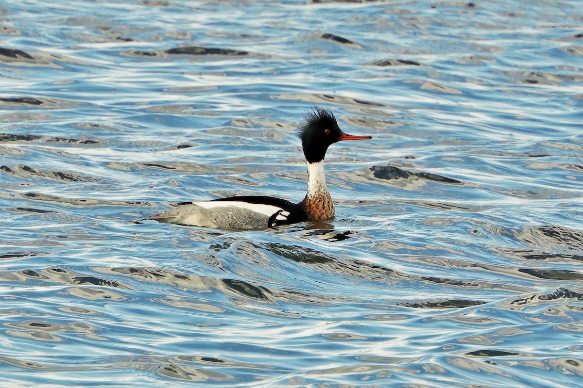 Red-breasted Merganser - ML618089464